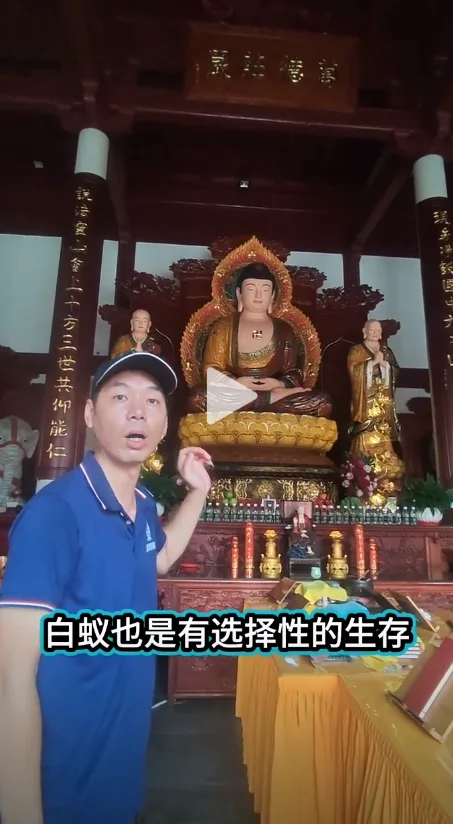 陆丰市寺庙白蚁防治的专门服务存在吗？现场照片 2